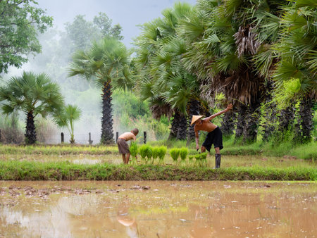 SAKON NAKHON, THAILAND. JULY 14, 2018.Thai Farmers transplant rice seedlings on the plot field at Sakon Nakhon Province, Thailandのeditorial素材