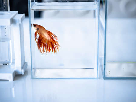 betta fish decor on office desk backgroundの写真素材