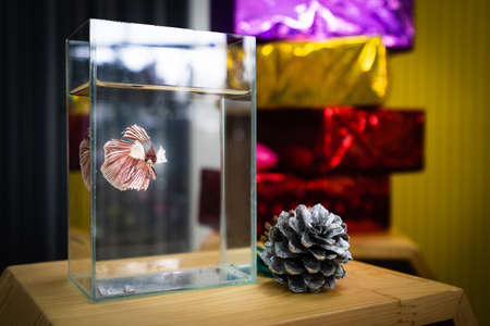 betta fish decor on xmas party room