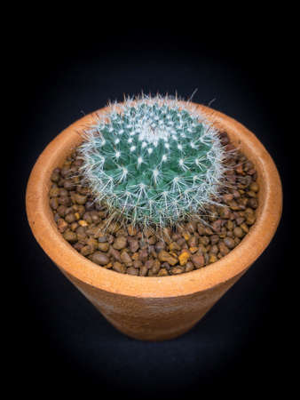 Cactus in pot on black backgroundの素材