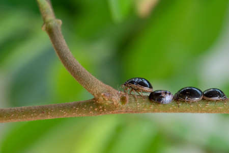 black color ladybugs beetle on green leaf