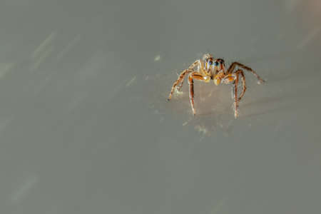 close up jumping spider insect nature background