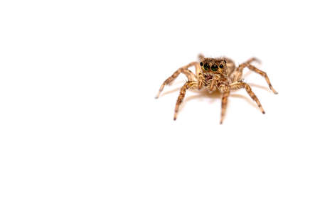 close up jumping spider insect nature backgroundの写真素材