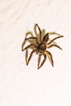 close up jumping spider macro  insect nature background