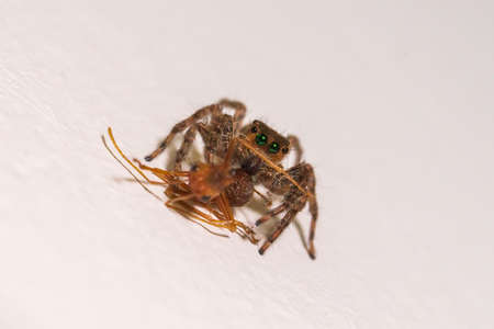 close up jumping spider macro  insect nature background