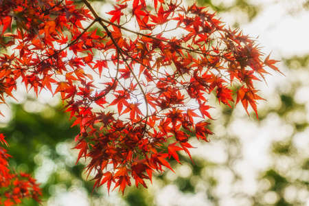 colorful leaves autumn leaf nature backgroundの写真素材