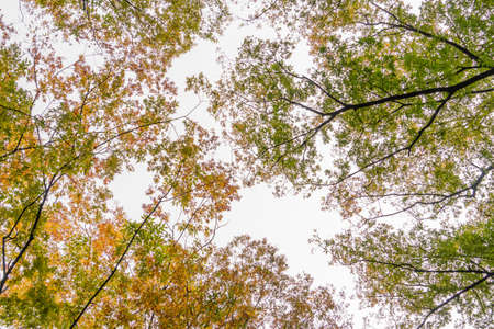 Ant eye view of autumn forest background