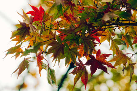 colorful leaves autumn leaf nature backgroundの写真素材