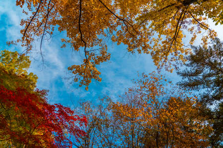 Beautiful autumn landscape with Maple leaves natural background