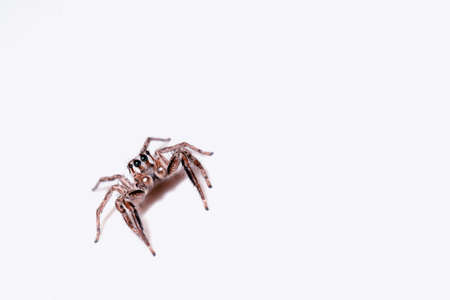 Macro of Jumping Spider on white backgroundの写真素材