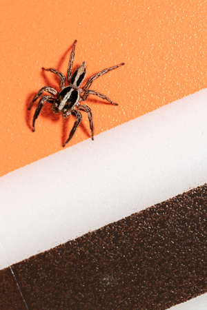 close up of jumping spider on colorful backgroundの写真素材