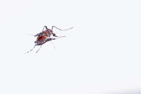 Macro of a Mosquito on a white backgroundの写真素材