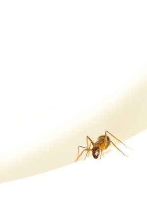close up macro black garden ant backgroundの写真素材