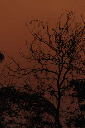 branches silhouette at sunset nature backgroundの写真素材