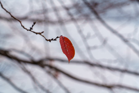 Colorful fallen autumn leaves nature backgroundの写真素材