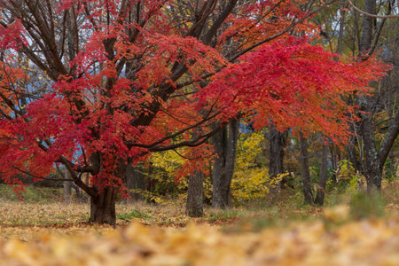 Colorful fallen autumn leaves nature backgroundの写真素材