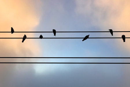 birds on a electric cable wire background