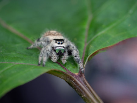 jumping spider on green leaf nature backgroundの写真素材