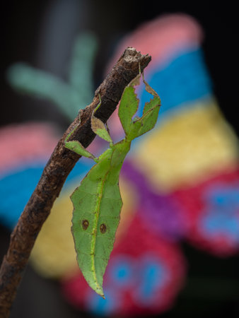 Leaf Insect on branch nature background