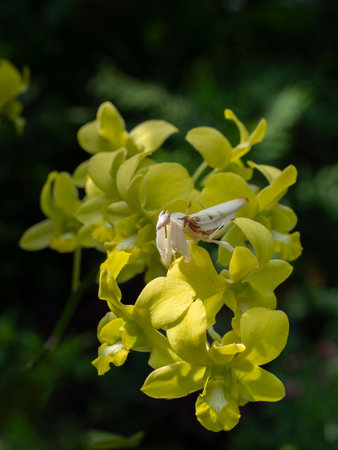 Beautiful orchid mantis close up on orchid flower
