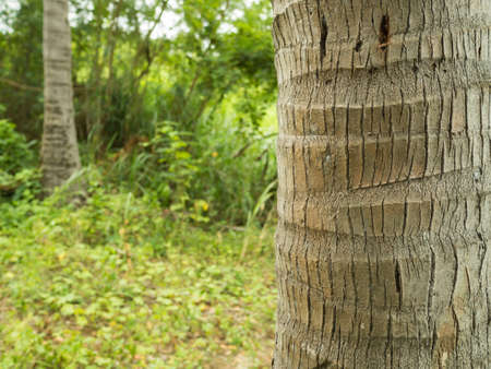 coconut tree and grass background