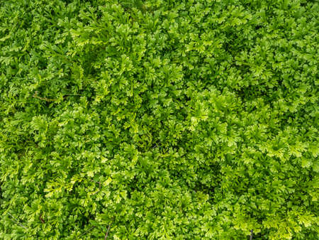 green grass backgroundの写真素材