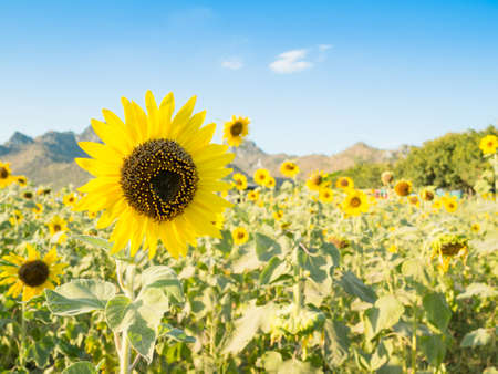 sunflowers field, with blue sky on sunny day: LOPBURI,THAILANDの写真素材