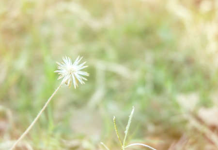 white flower in garden, soft tone background