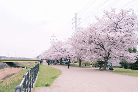 pink and white cherry blossom in garden, parkのeditorial素材