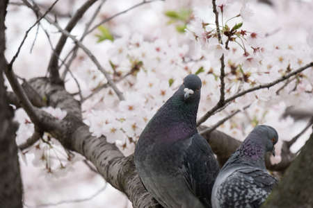 couple bird and cherry blossoms in garden.