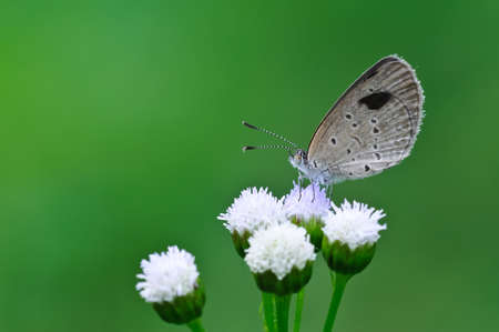 Butter fly on flowerの写真素材