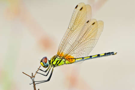 Macro  Butterflyの写真素材