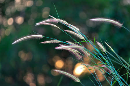 Small plant on bokeh backgroundの写真素材