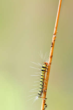 A worm walking upの写真素材