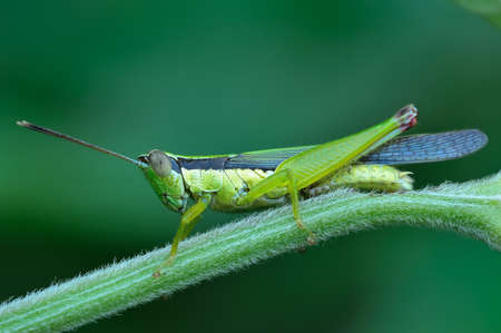 Grasshopper on blur green backgroundの写真素材