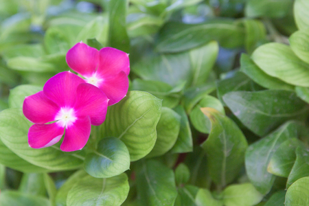 Pink flower West Indian Periwinkleの写真素材