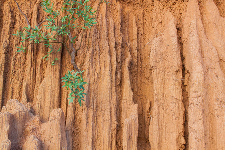 Erosion of ground look like wall or cliff with small plantの写真素材