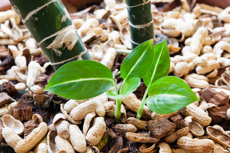 small plant grow in organic soil with peanut capsの写真素材