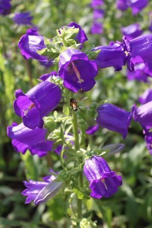 Campanula purple flowersの写真素材