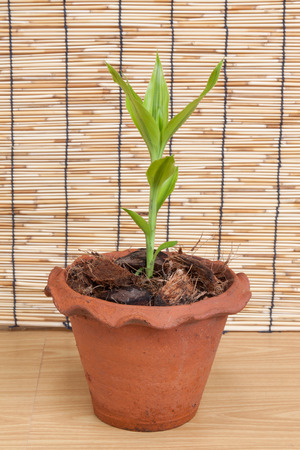 Lucky bamboo Belgian evergreen in potの写真素材