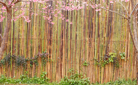 Bamboo fence backgroundの写真素材