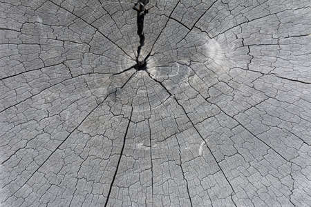 texture of old cut tree