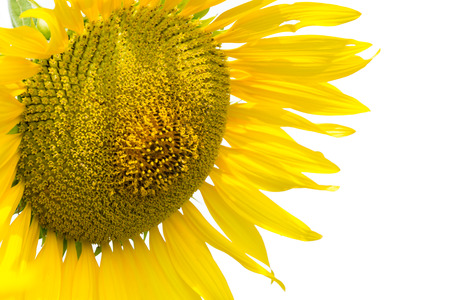 Close up of sunflower isolated on white backgroundの写真素材