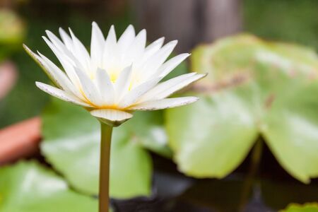 Side view of White Lotus flower in gardenの写真素材