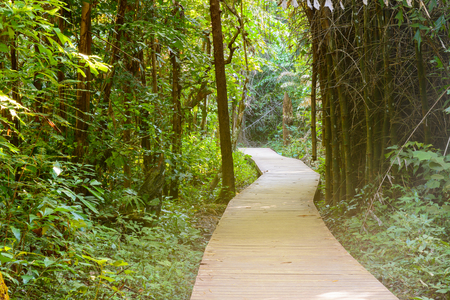 wooden bridge to jungle with natural backgroundの写真素材