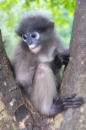 Dusky leaf monkey, Spectacled Langur in Thailandの写真素材