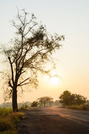 Silhouette of tree and road at sunriseの写真素材