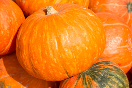 Pile of Pumpkins under sunshineの写真素材