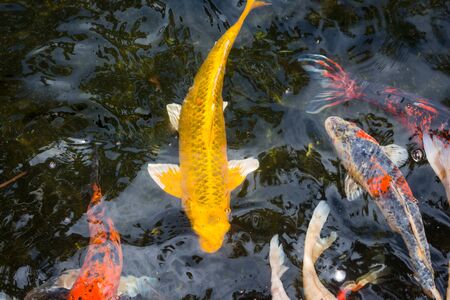 Colorful fancy carp fish in water.It is a mascot of Japan.の写真素材