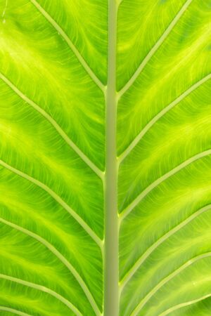 Green leaf background. It sees the beautiful fibers of the leave
